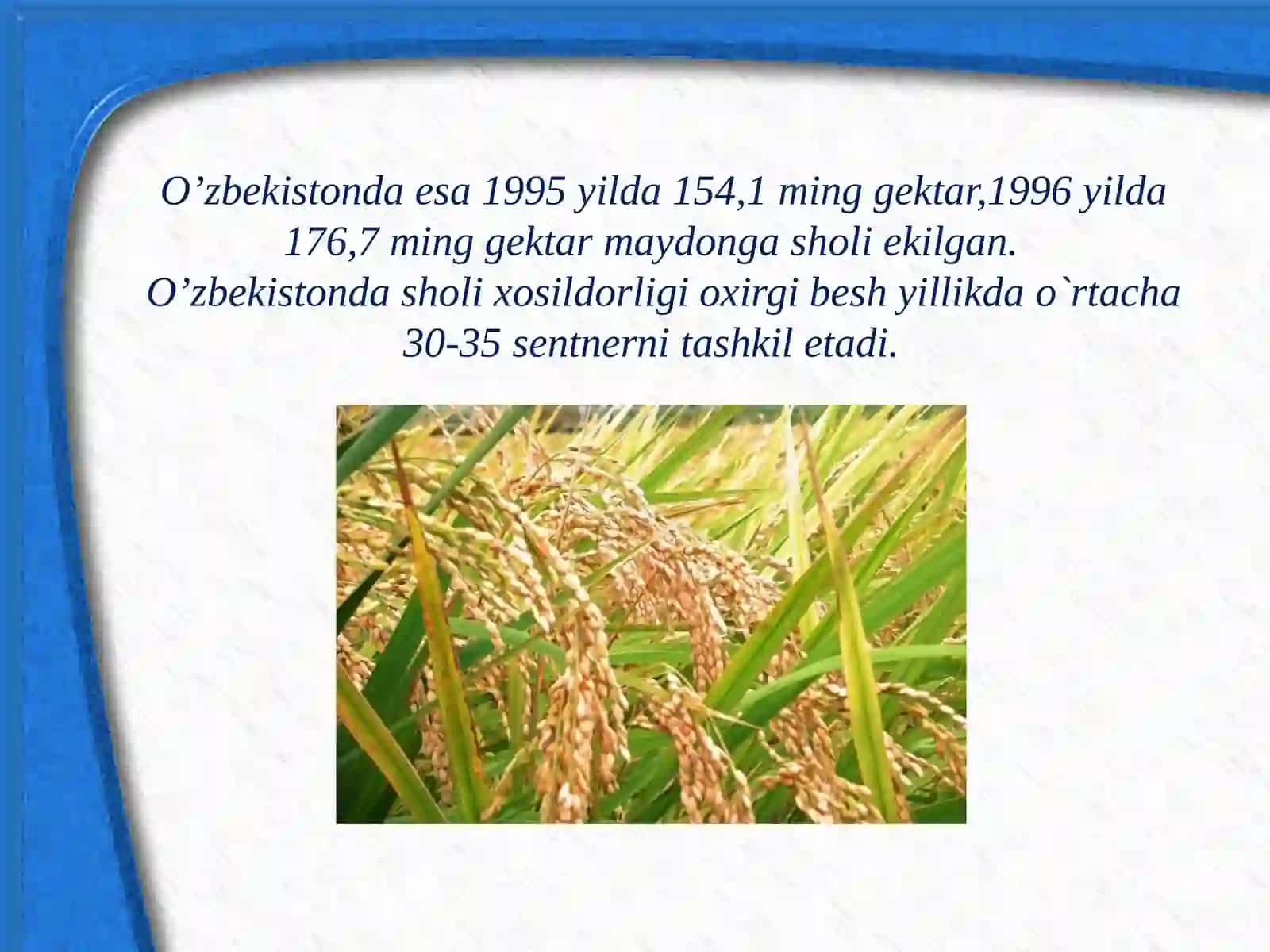 Sholi - biologiyasi va yetishtirish texnologiyasi 4