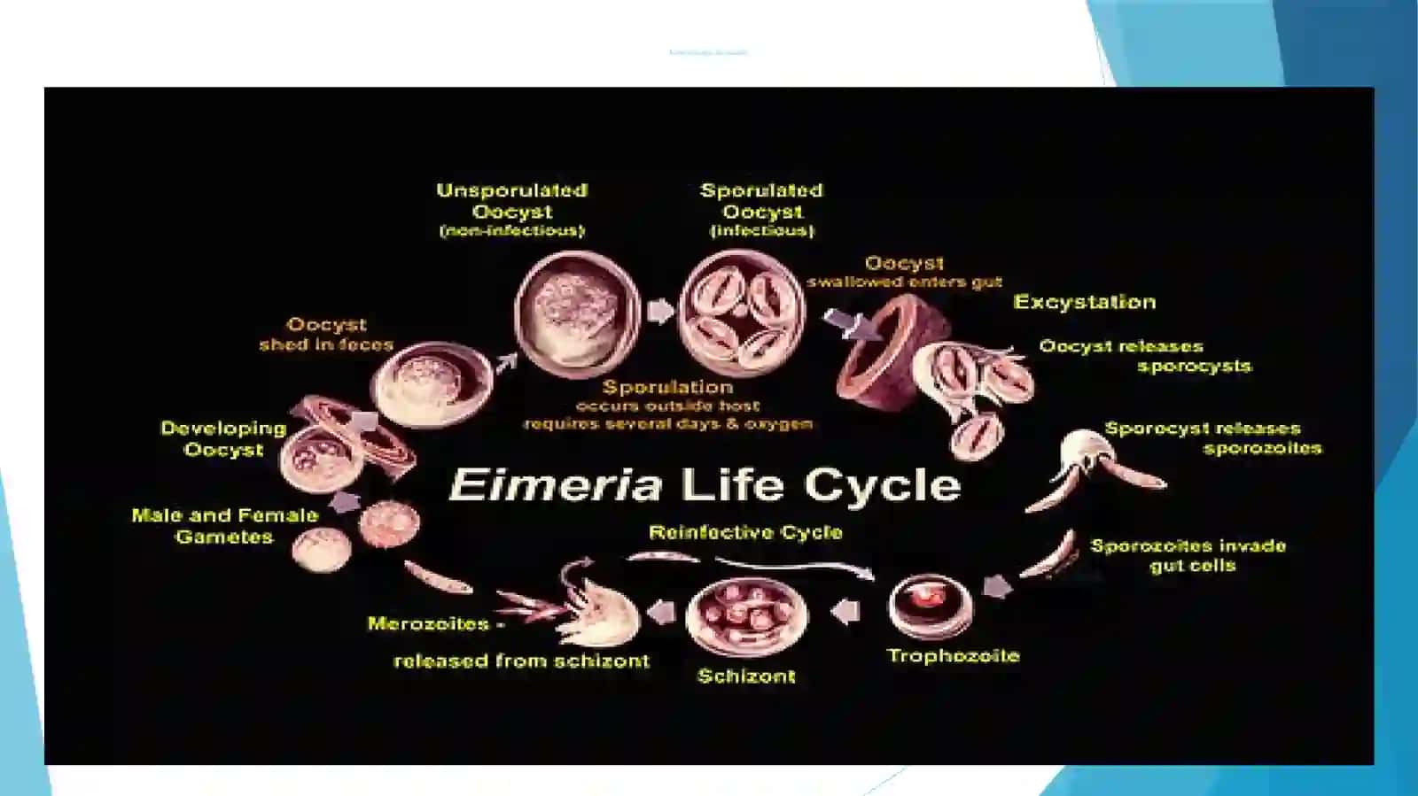 Koksidayalarsinfi(Eimeria, Toxoplasma,sarcocystia) 4