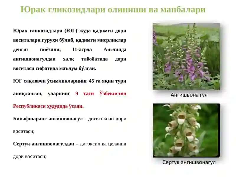 ЮРАК ГЛИКОЗИДЛАРИ 4
