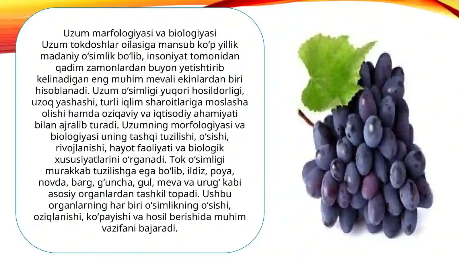 Uzum sharbati ishlab chiqarish texnalogiyasi 4