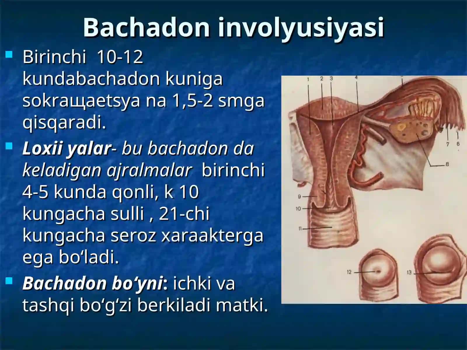 Bachadon involyusiyasi 4