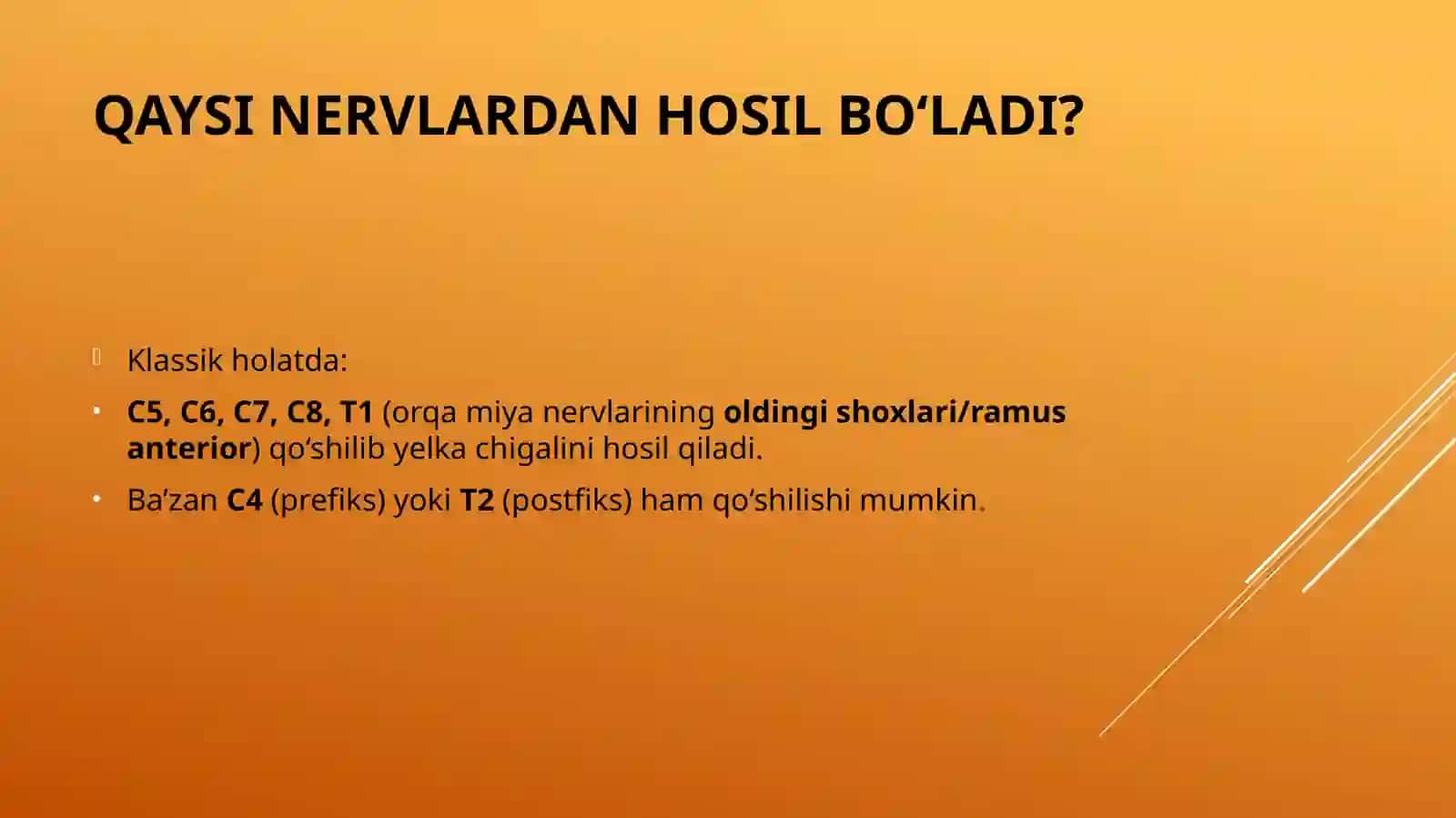 Yelkachigali (plexus brachialis) 4