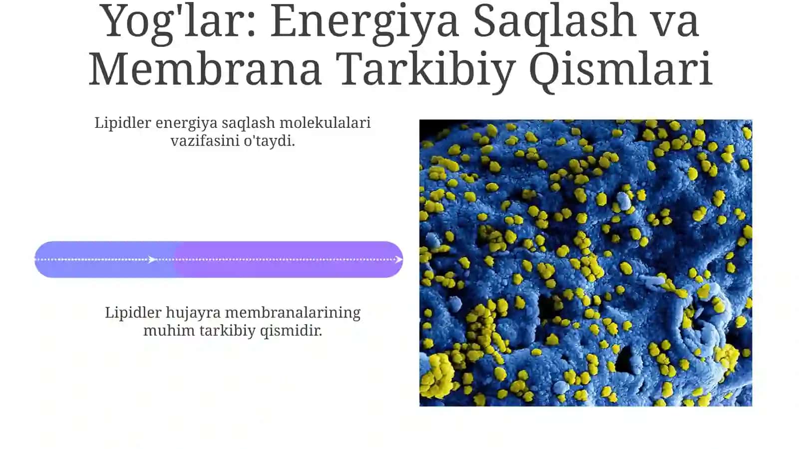 Organizmning kimyoviy tarkibini örganish 4