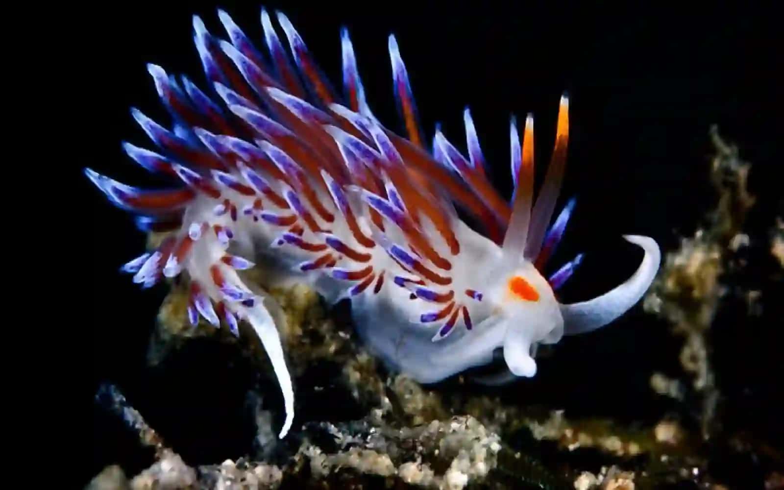 7-sinf Zoologiya 'Qorinoyoqli mollyuskalar sinfi' ko'rgazma 4