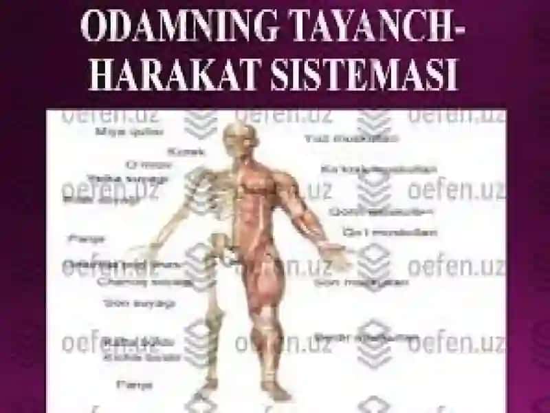 Tayanch-xarakat apparatidanuqsonibo‘lgan bolalar uchun inkluziv ta'lim strategiyalari vaularni amalga oshirish shartlari 4