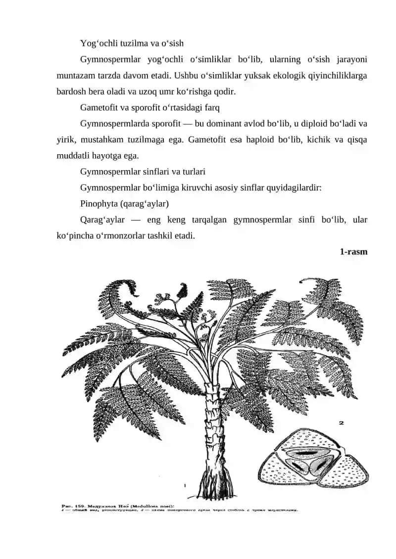 Ochiq urug'lilar (qarag'aylar) bo'limining o'ziga xos belgilari, ko'payishi va tarqalishi 4