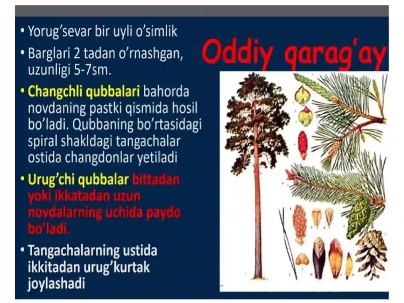 Yopiq urug'li o'simliklar haqida ma'lumotlar 4