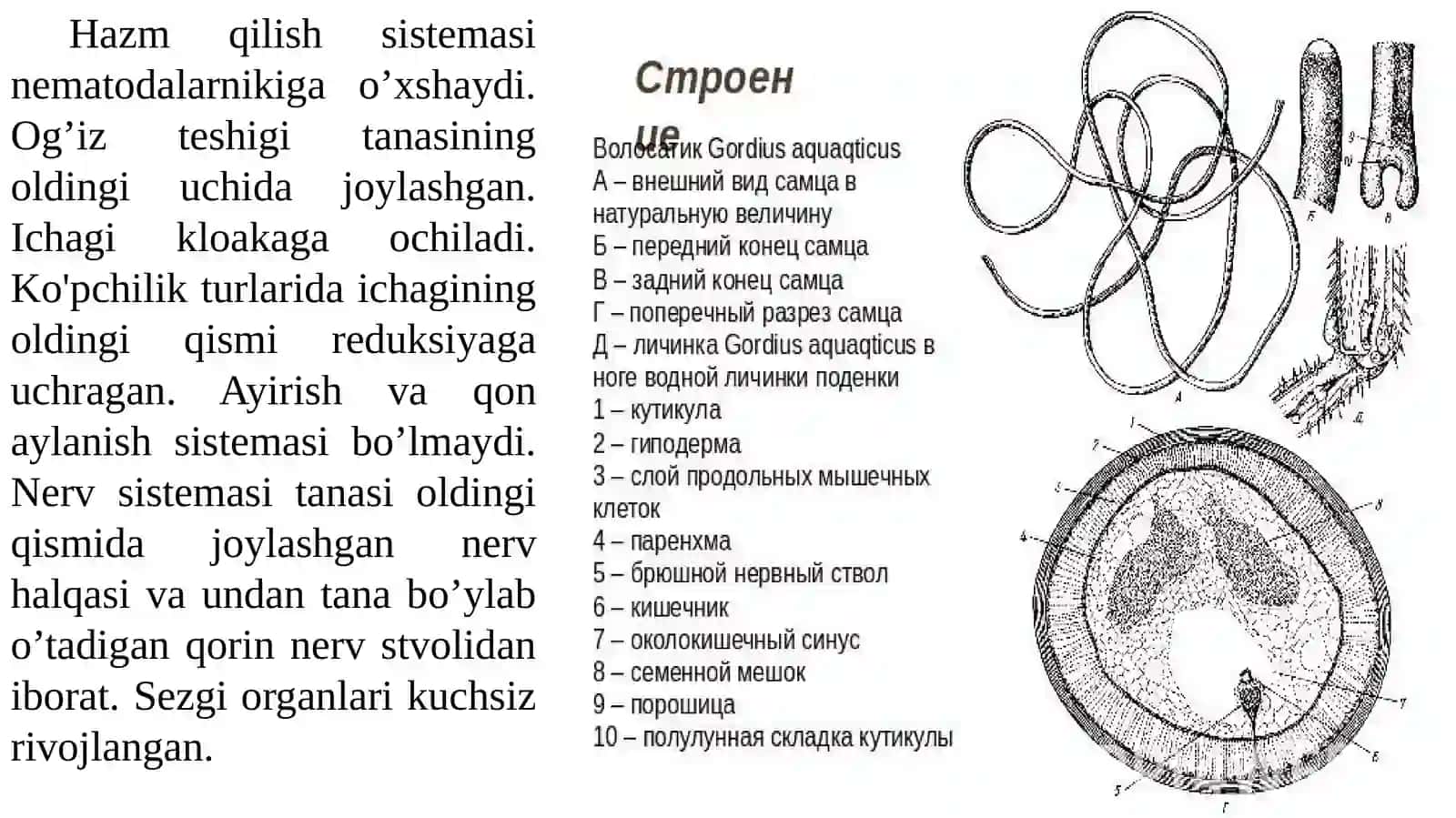 QILCHUVALCHANGLAR (NEMATOMORPHA) TIPI 4