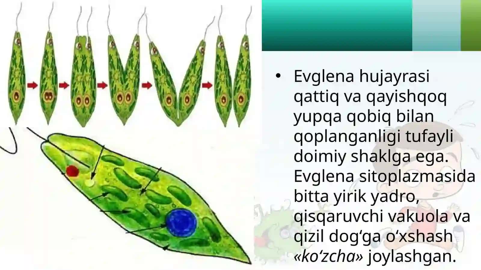 7-sinf Zoologiya 'Xivchinlilar sinfi' ko'rgazma 4