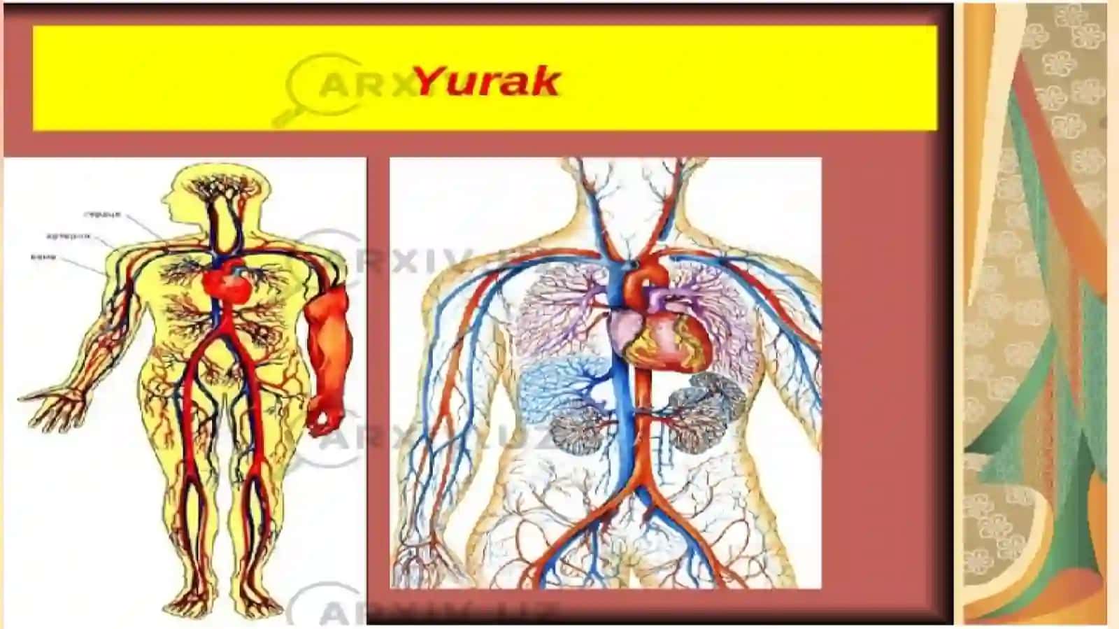 Yurak faoliyatini boshqarish 4