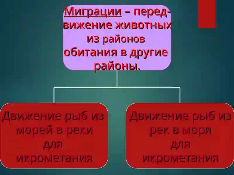 МИГРАЦИЯ РЫБ 4