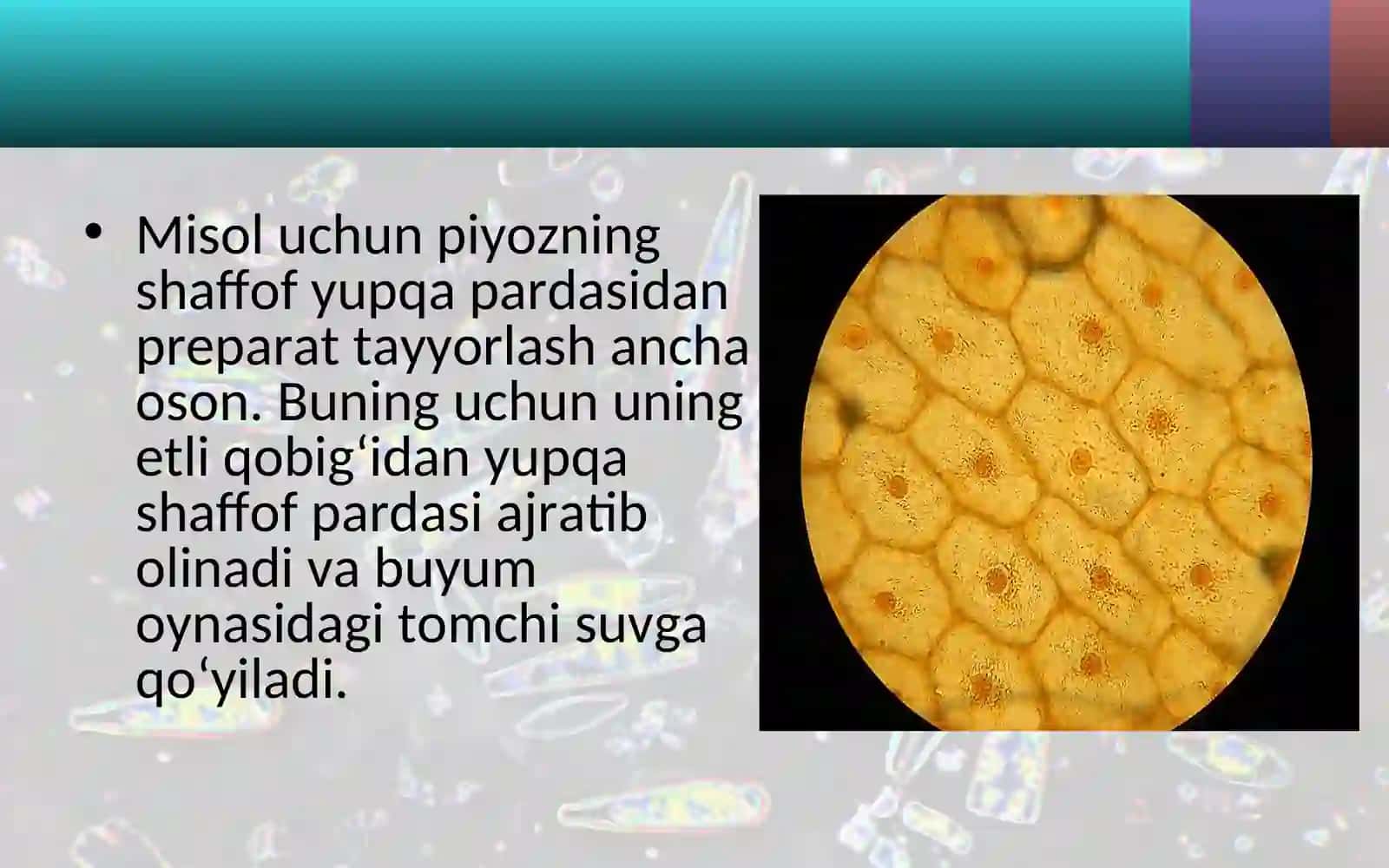 5-sinf Botanika O'simlik hujayrasining mikroskopda ko'rinishi 4