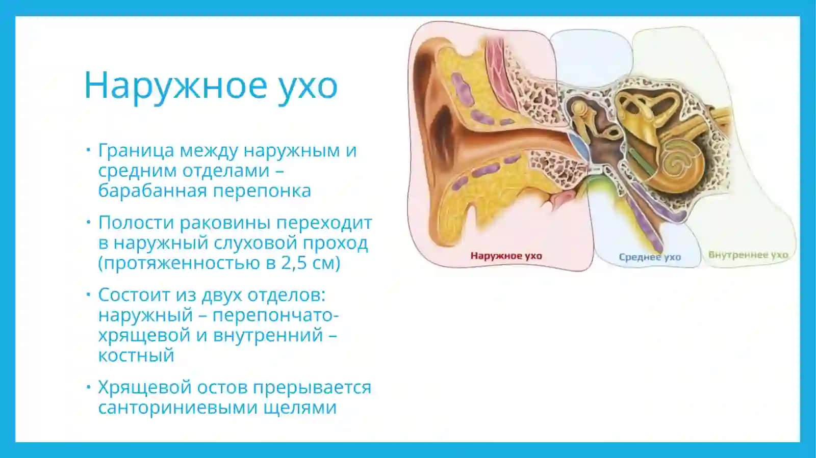 Анатомия уха 4