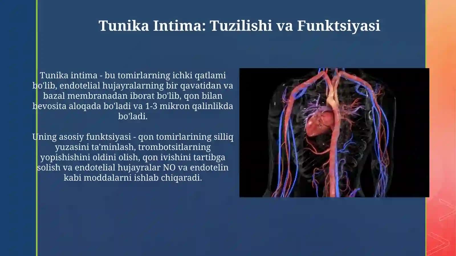 Aorta, Arteriya va Venalarning Umumiy Tuzilishi 4