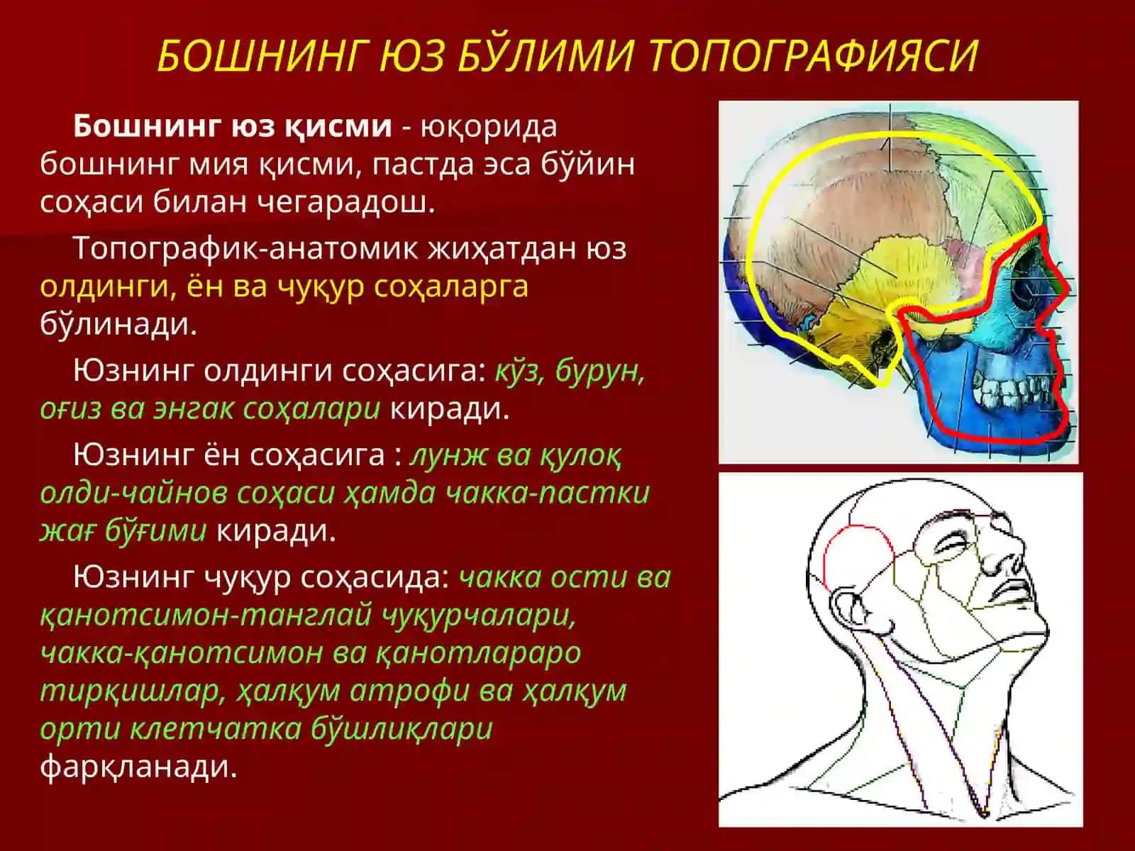 Бош юз қисмининг клиник анатомияси 4