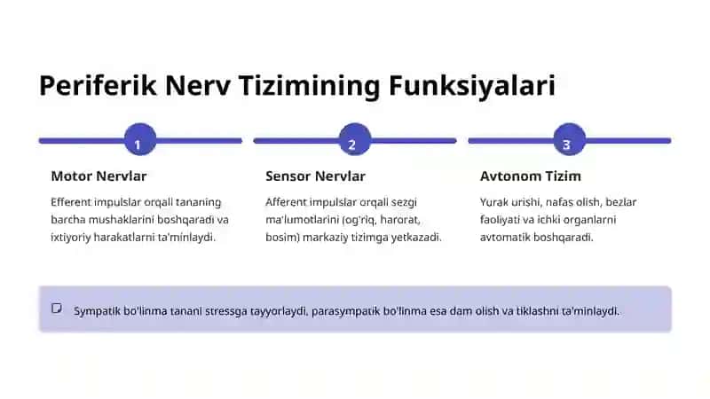Periferik Nerv Tizimi: Tuzilishi va Funksiyalari 4