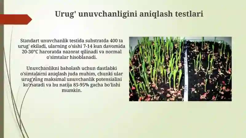 Urug'larni usuvchanligini, yashovchanligini va o'sish kuchini aniqlash 4