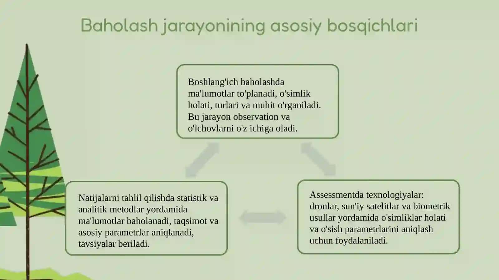 Oʻsimliklar evalutsiyasining asosiy bosqichlari 4