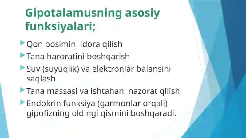 Gipotalamus 4
