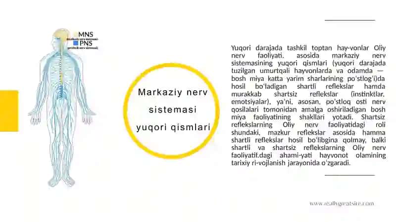 Oliy nerv faoliyatining gumoral , morfologik va asabli nazariyalari​​ 4