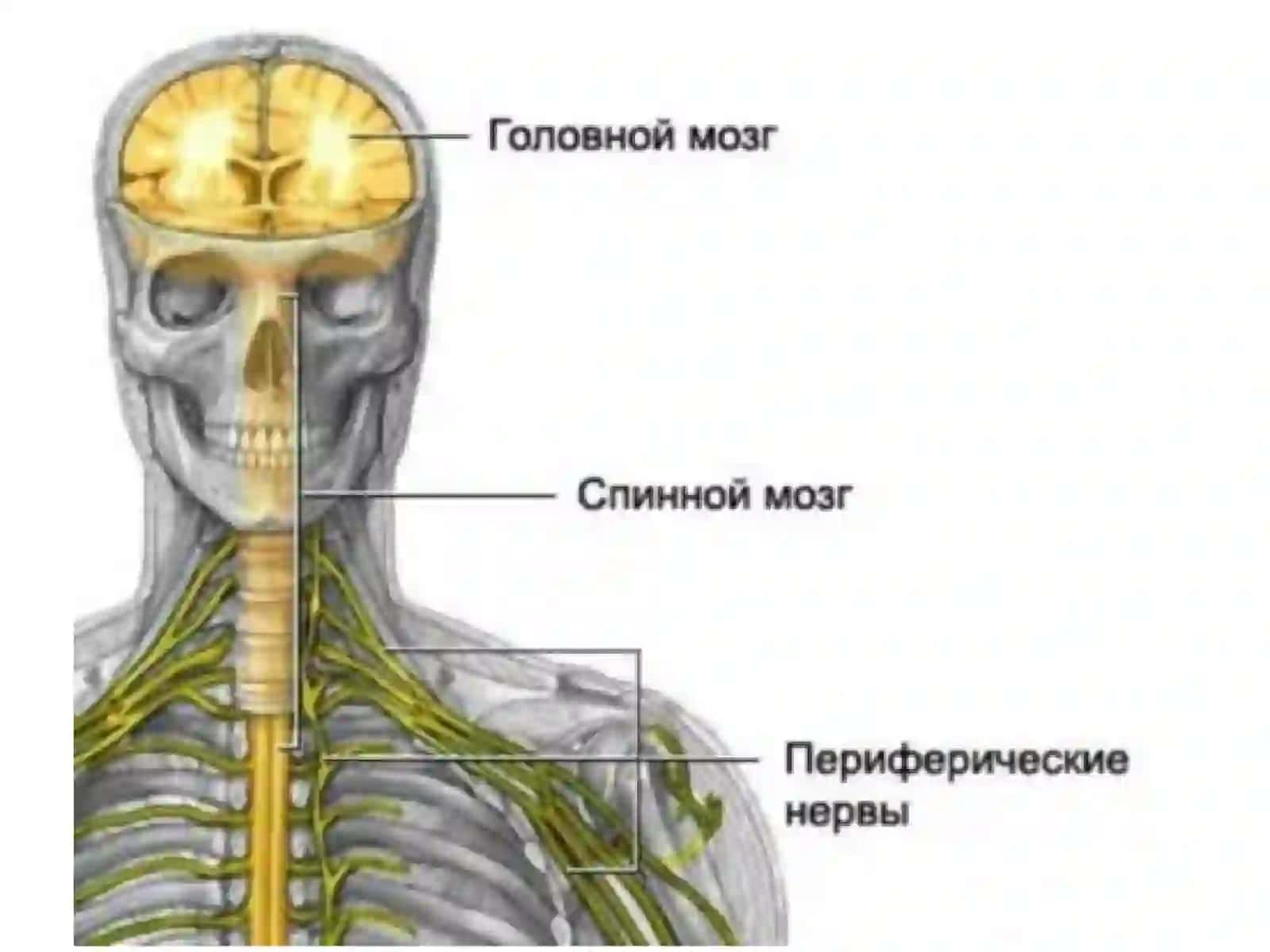 Nerv tizimining yoshga oid umumiy fiziologiyasi va gigiyenasi 4