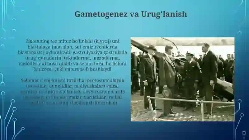 Qorinoyoqlilar jinsiy sistemasi, rivojlanishi 4
