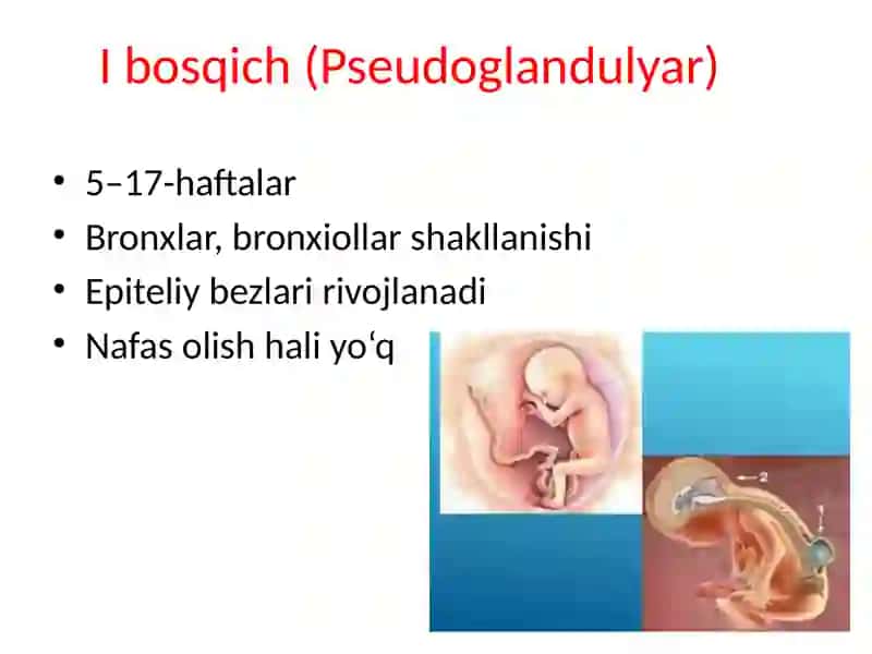 Nafasolish sistemasini embrional rivojlanishi va anatomiyasi 4
