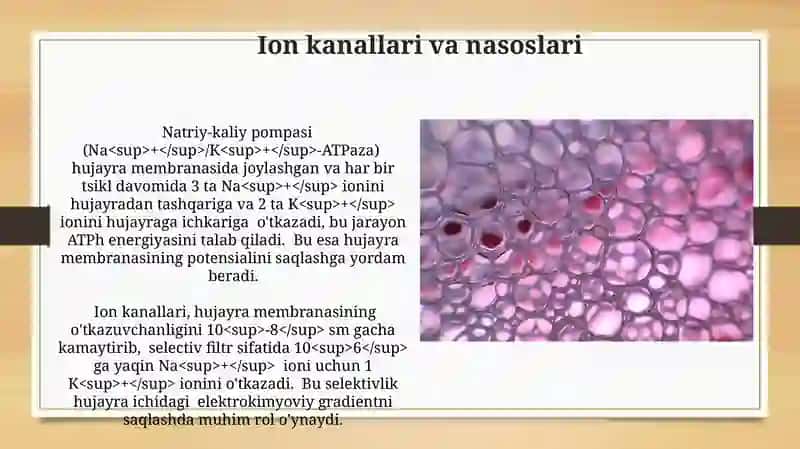Hujayra menbranasining fizik xossalari Hujayra menbranasi mehanikasi 4