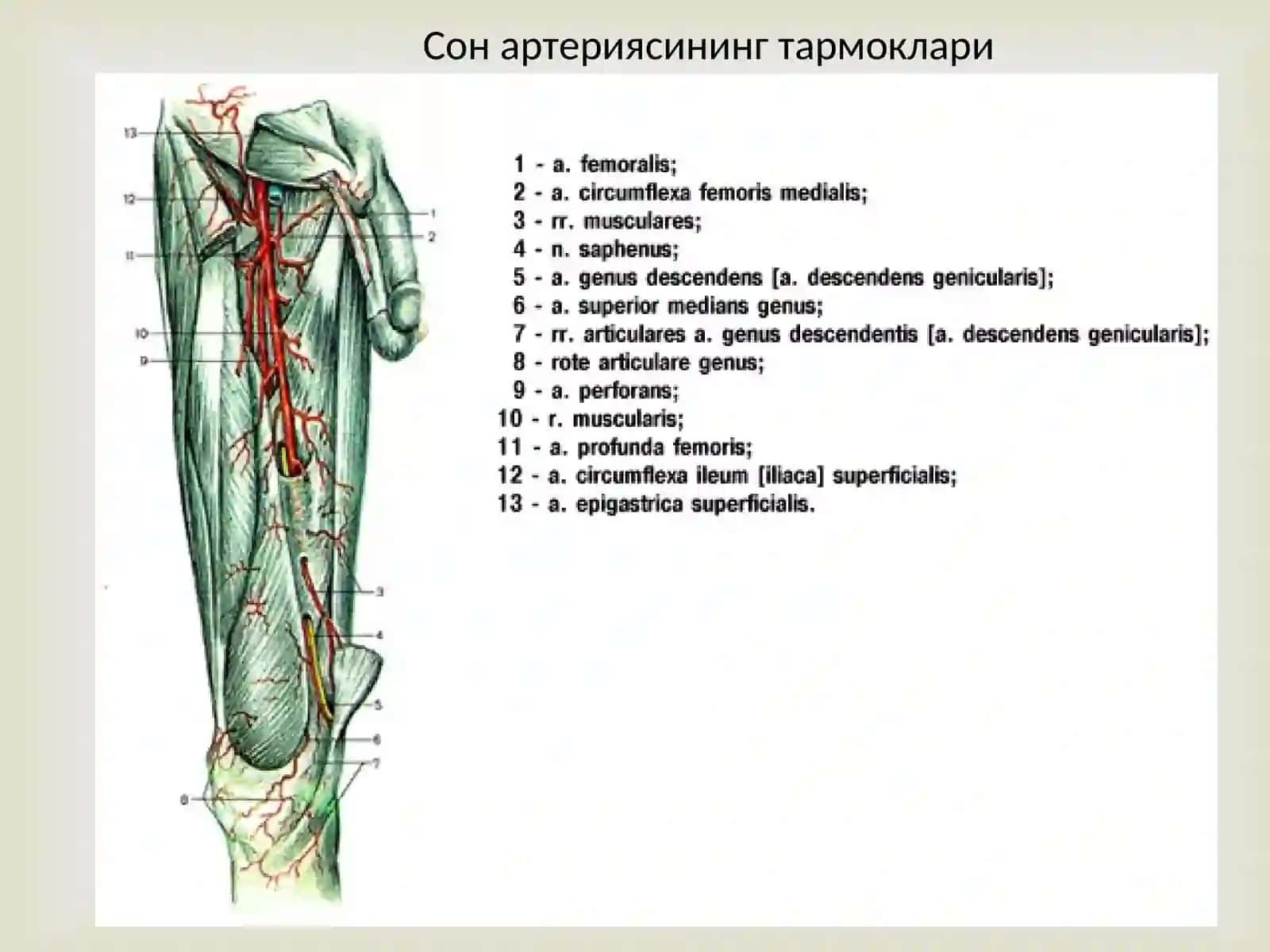 Ички ёнбош артерияси, Ташки ёнбош артерияси. Сон артерияси, Сон артериясининг тармоклари, Дум артериялари, тизза ости артерияси 4
