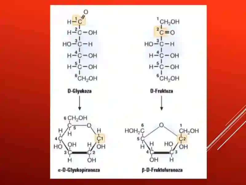 Uglevodlar almashinuvi. Uglevodlarning oshqozon- ichak traktidagi hazm jarayoni, uglevodlarning zaxiralanishi, uglevodlardan energiya hosil bo’lishi. 4