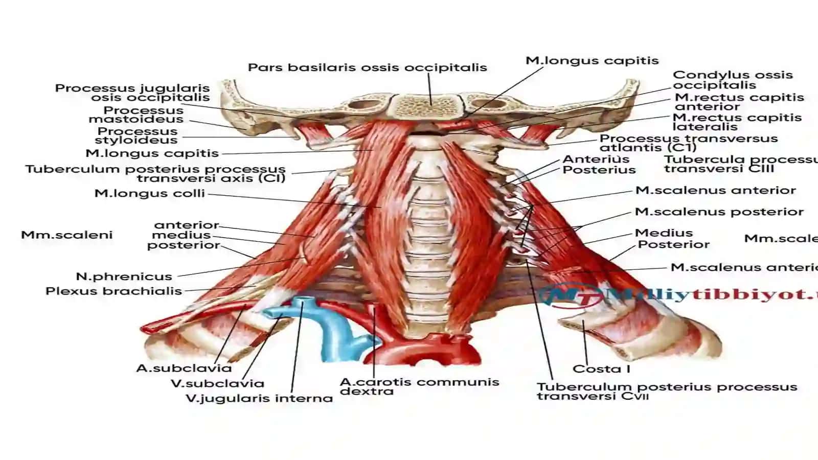 BOʻYIN MUSHAKLARI FIZIOLOGIYASI 4