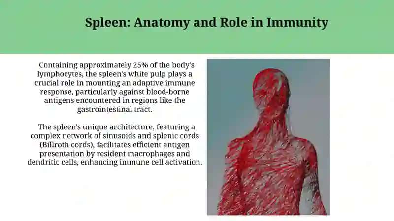 Lymphatic and immune system anatomy 4