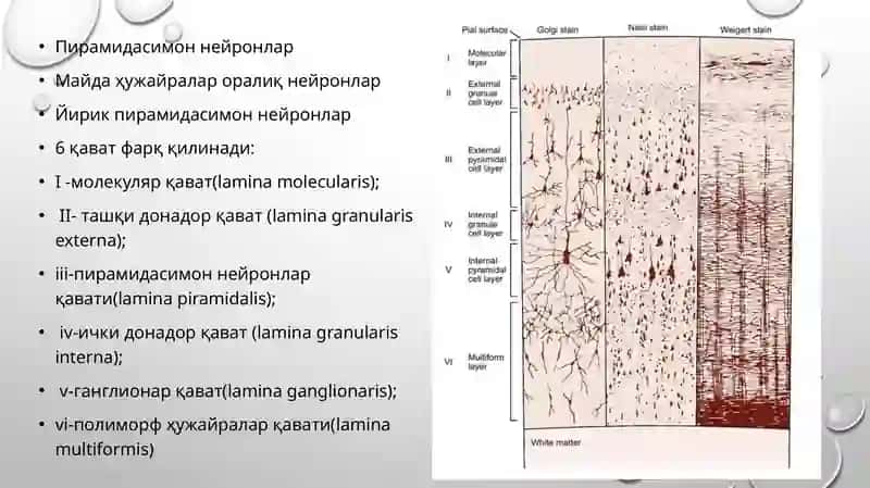 bosh miya po'stlog'i gistologiyasi 4