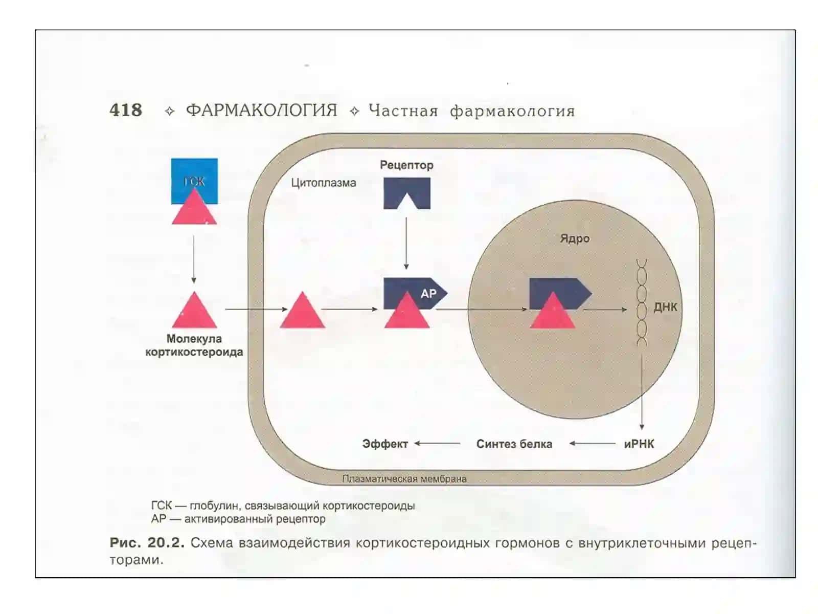 Гормонлар Tурлари таьсир мэханизими 4