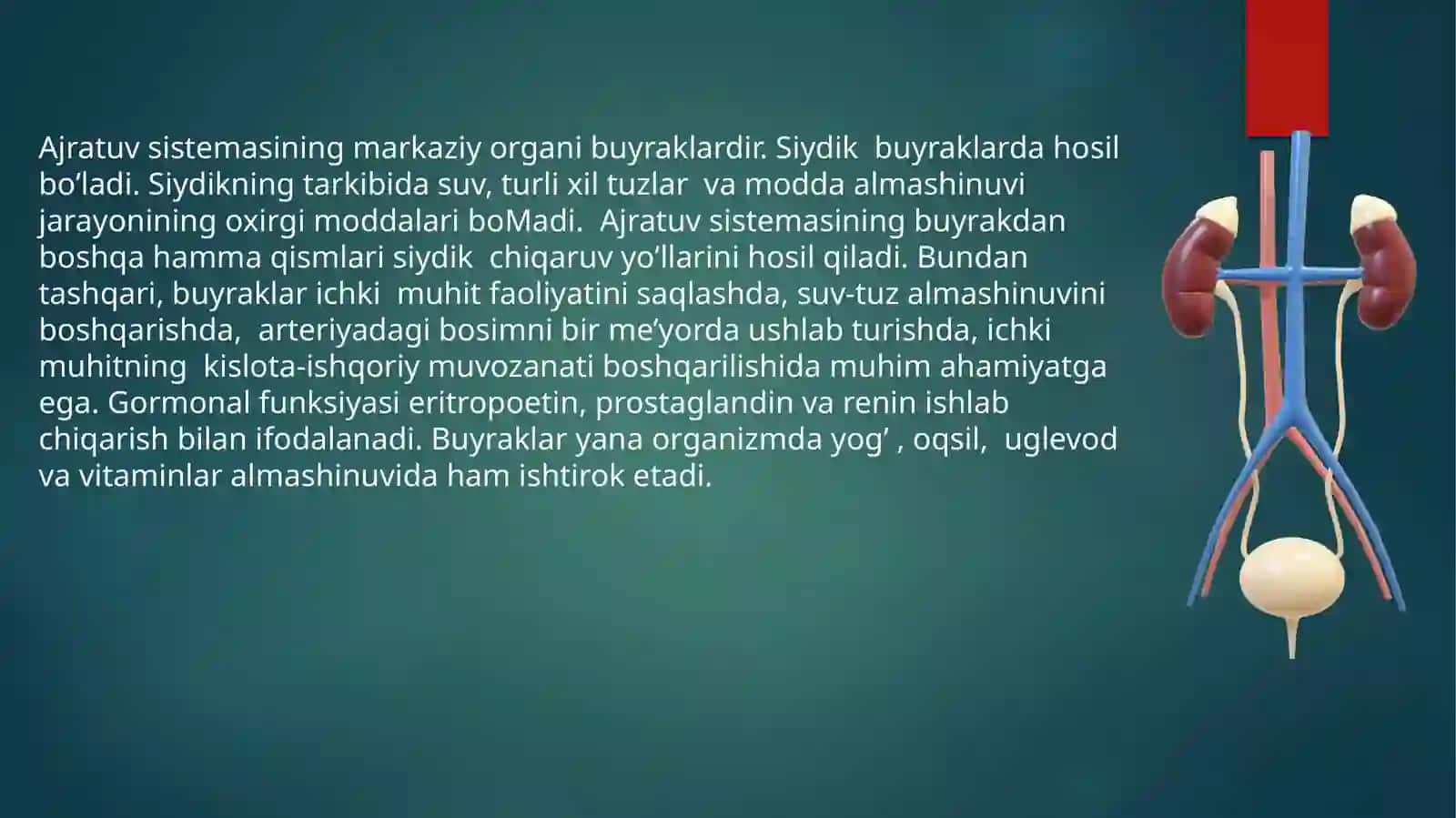 Buyrakning yuksaglomerulyar apparati sitofiziologiyasi 4