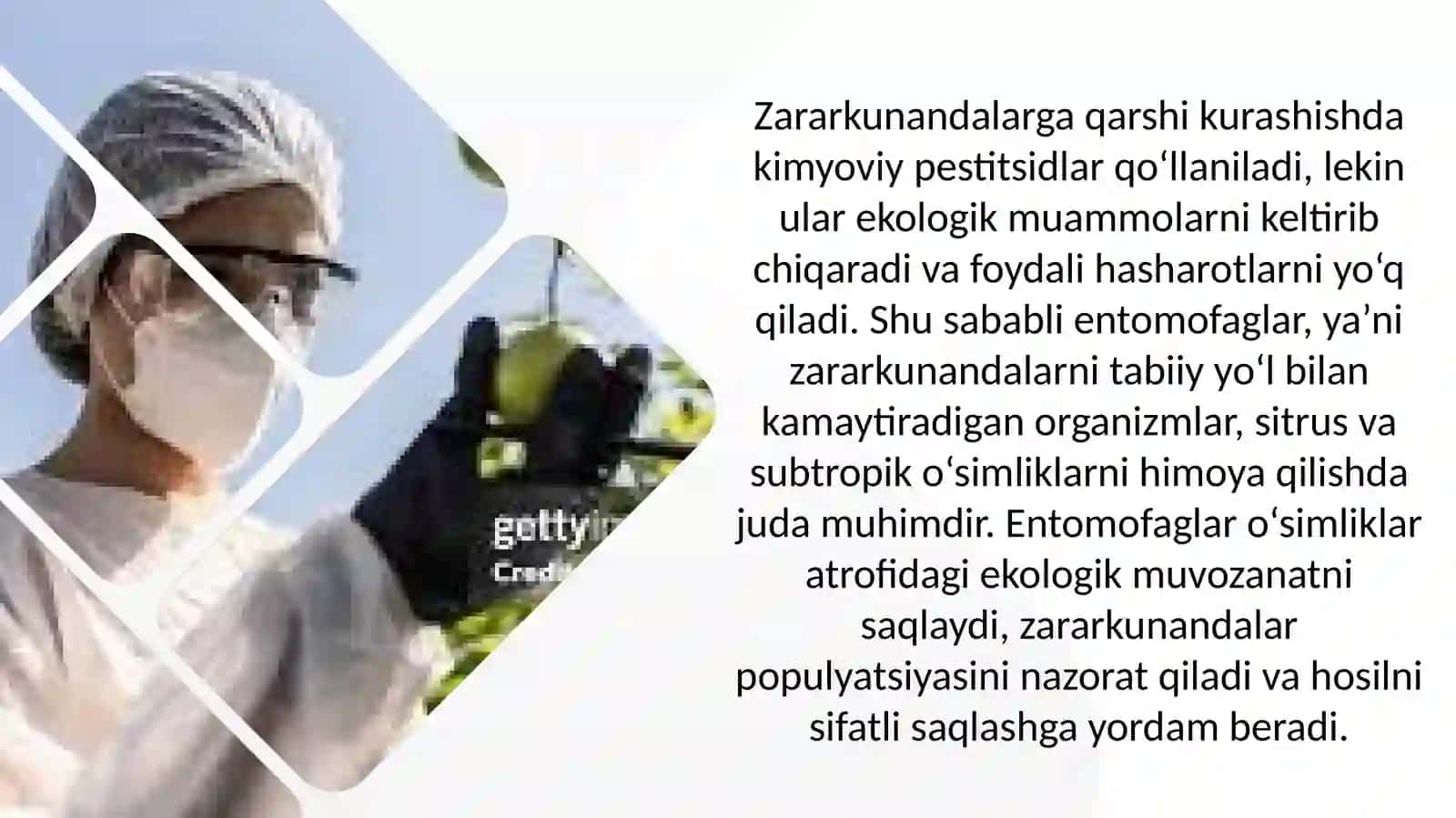 Sitrusvaboshqasubtropiko'simliklar zararkunandalarining entomafaglari 4