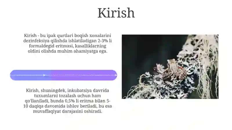 Tut ipak qurti boqish texnologiyasi 4