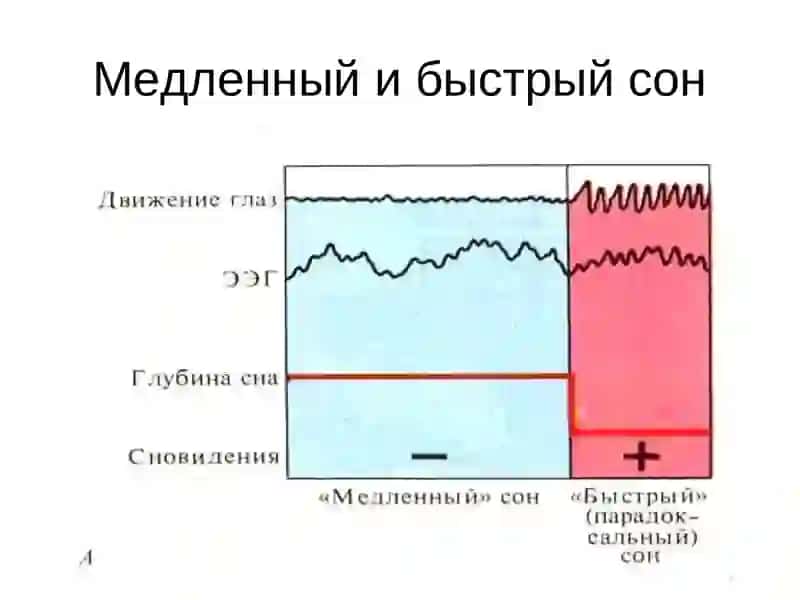Физиологические основы сна и сновидений 4
