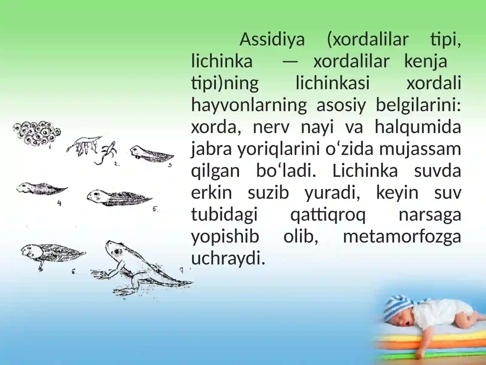 Postembrional rivojlanish 9-sinf biologiya .Postembrional rivojlanish 4