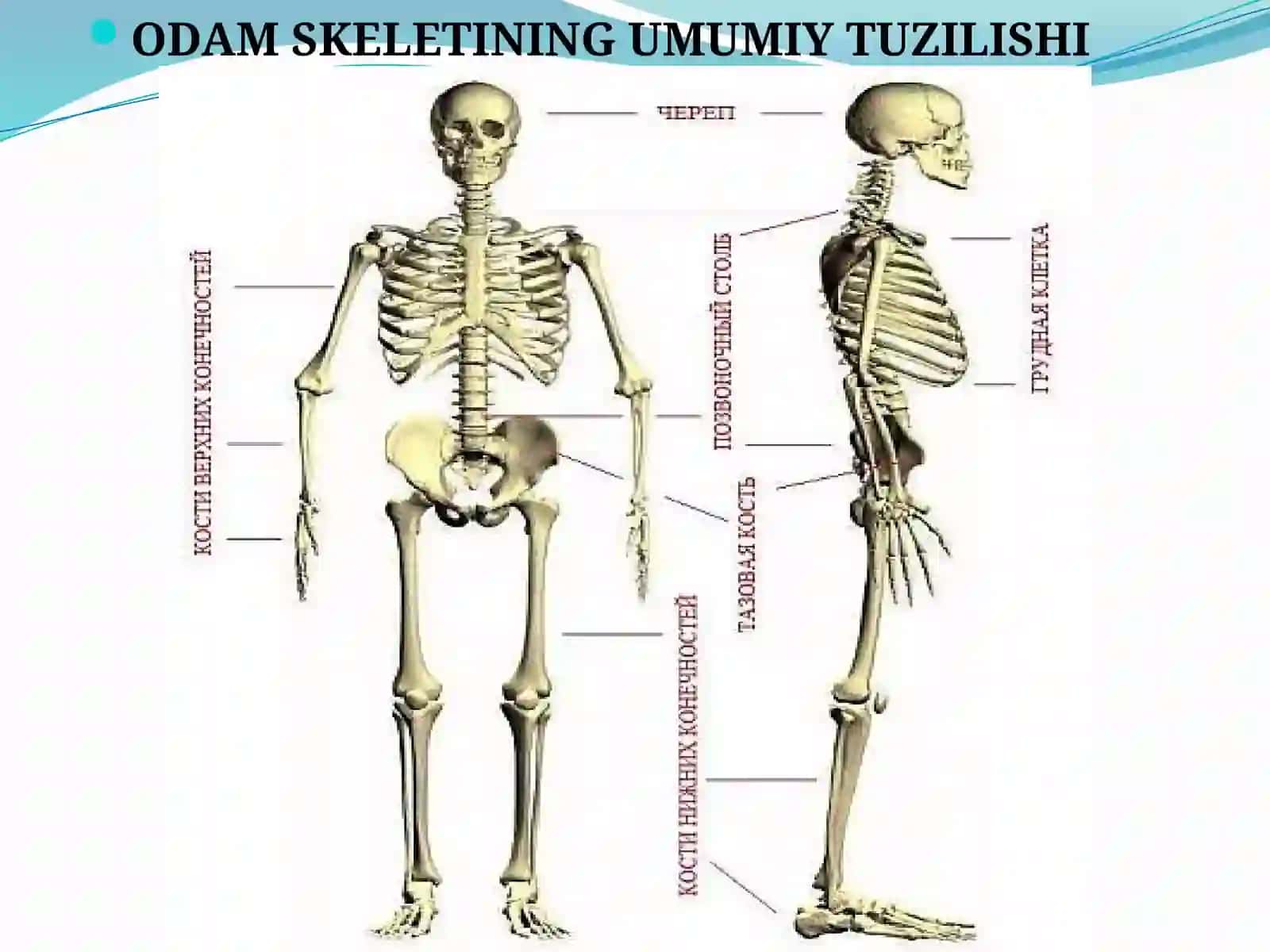 Tayanch harakat tizimi ning yoshga oid fiziologiyasi 4