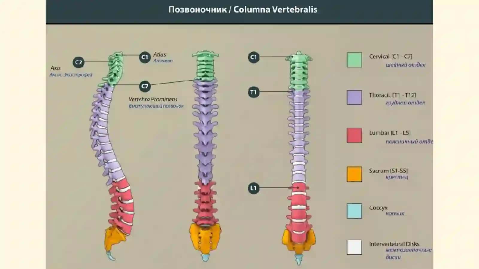 Умуртка погонаси 4