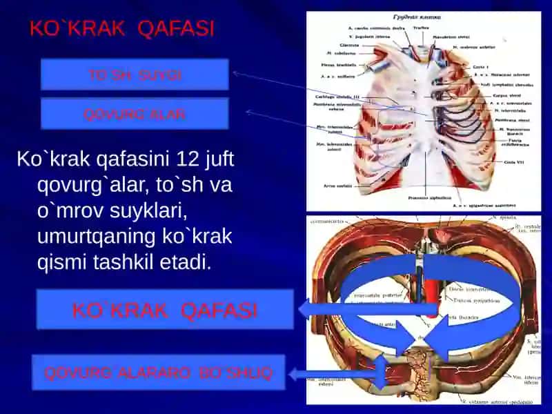 Farg'ona Jamoat Salomatligi Tibbiyotinstituti 2-kurs darsligi - Ko`krakning Klinika anatomiya fanidan tayyorlagan mustaqilishi 4