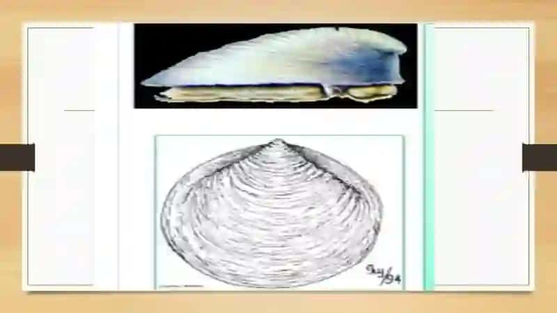 Monoplakoforalarning umumiy tuzilishi 4