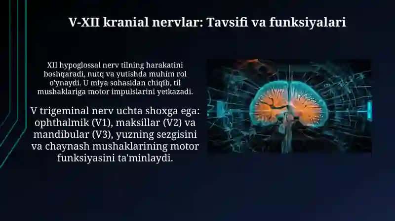 12 juft kranial nervlar 4