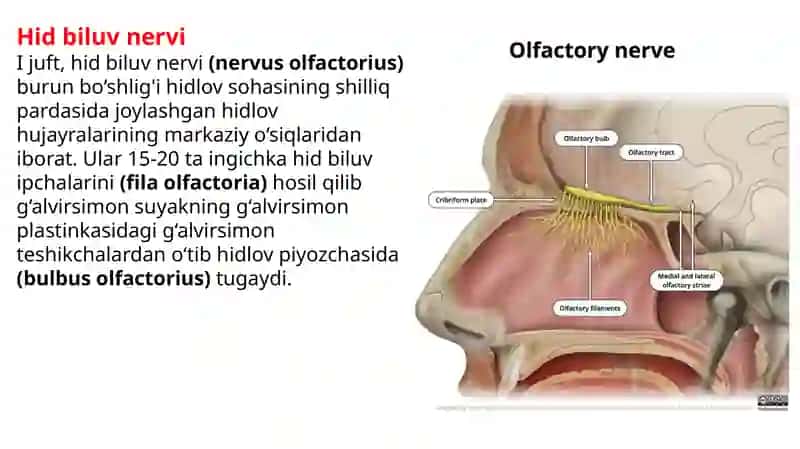 Boshmiyanervlarining hosil bo‘lishi 4