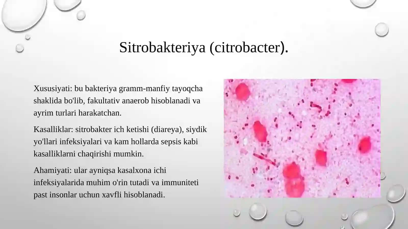 Shartli patogen dioriyaogen ichak gruppa bakteriyalari: Sitrobakter, Klebsiella, Enterobakter va ularning amaliyotdagi ahamiyati; Virusli diareyalar (rotoviruslar va adenoviruslar). Ular keltirib chiqargan kasalliklar, laborator tashhisi. 4