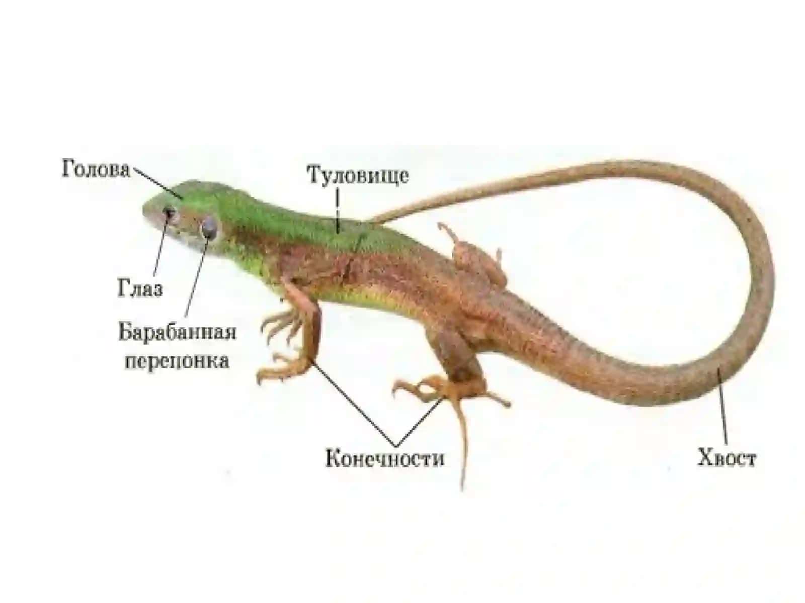Reptiliyalarsinfi, umumiytavsifi, tashqivaichkituzilishi 4