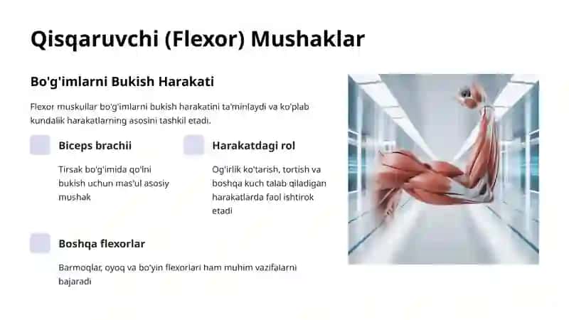 Mushaklar Funksional Guruhlari 4