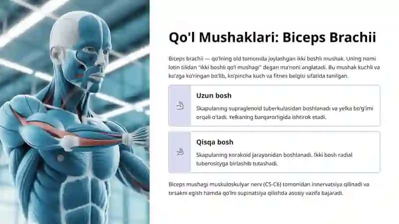 Yelka Mushaklari: Deltoid, Biceps va Triceps Anatomiyasi 4