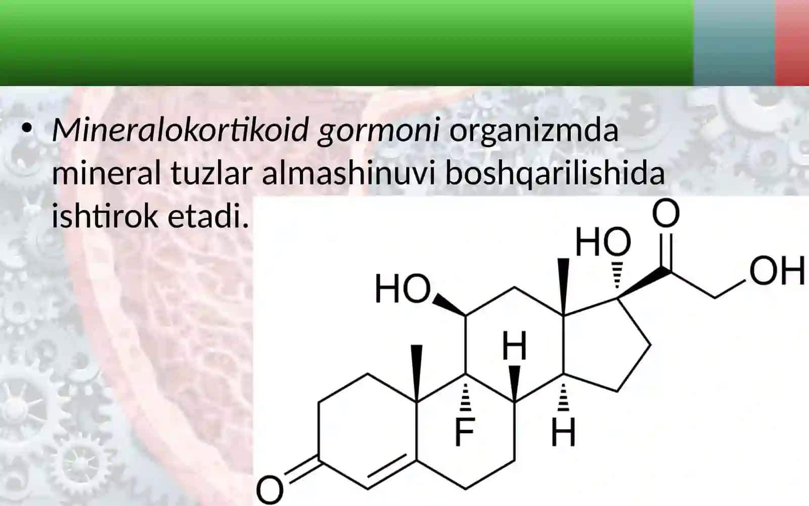 Buyrak usti, me’daosti va jinsiy bezlar 4